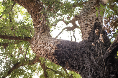 WIRRABANA_110_150403_RAW