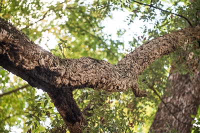 WIRRABANA_111_150403_RAW