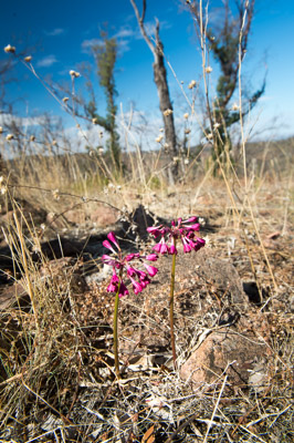 WIRRABANA_128_150404_RAW
