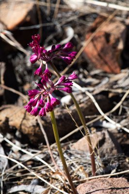 WIRRABANA_136_150404_RAW
