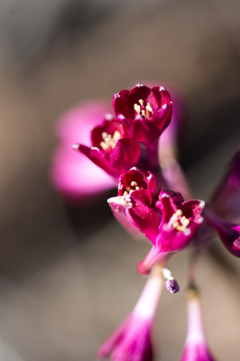 WIRRABANA_137_150404_RAW