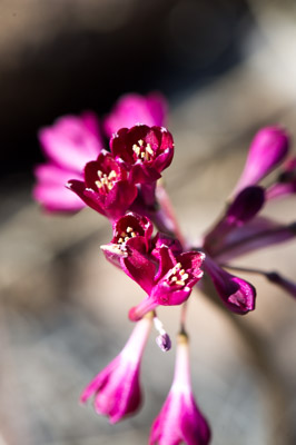 WIRRABANA_139_150404_RAW