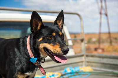 WIRRABANA_144_150404_RAW