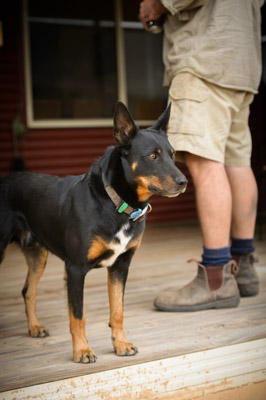 WIRRABANA_228_150405_RAW