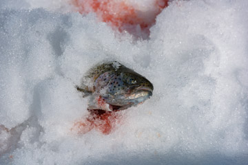 MELCHSEE_ICE_FISHING_064_170329