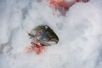 MELCHSEE_ICE_FISHING_065_170329