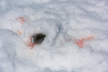 MELCHSEE_ICE_FISHING_066_170329