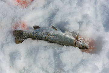 MELCHSEE_ICE_FISHING_076_170329