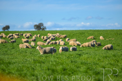 October 2022 / Mt-Shank-221017-3427