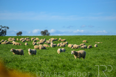 October 2022 / Mt-Shank-221017-3433