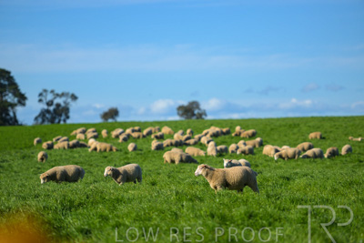 October 2022 / Mt-Shank-221017-3436