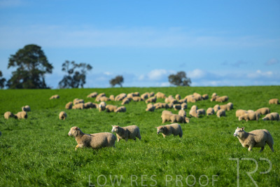 October 2022 / Mt-Shank-221017-3443