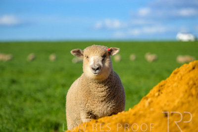 October 2022 / Mt-Shank-221017-3467