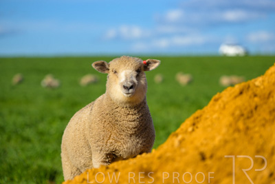 October 2022 / Mt-Shank-221017-3472