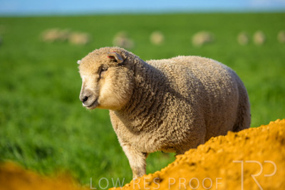 October 2022 / Mt-Shank-221017-3476