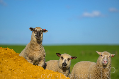 October 2022 / Mt-Shank-221017-3484