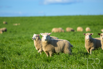 October 2022 / Mt-Shank-221017-3490