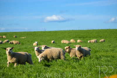 October 2022 / Mt-Shank-221017-3498