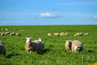 October 2022 / Mt-Shank-221017-3508