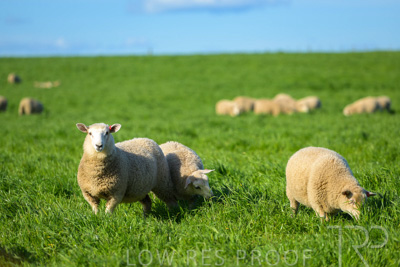 October 2022 / Mt-Shank-221017-3513