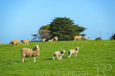 October 2022 / Mt-Shank-221017-3553