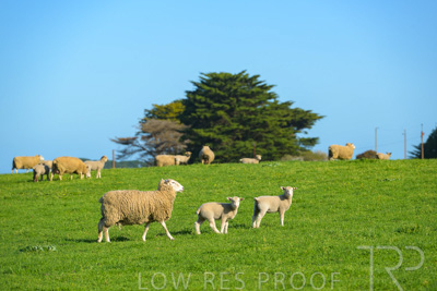 October 2022 / Mt-Shank-221017-3556