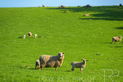 October 2022 / Mt-Shank-221017-3561