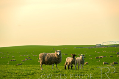 October 2022 / Mt-Shank-221017-3682