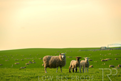 October 2022 / Mt-Shank-221017-3688