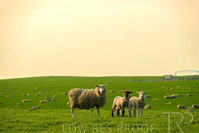 October 2022 / Mt-Shank-221017-3689