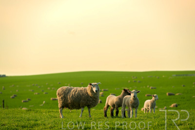 October 2022 / Mt-Shank-221017-3700