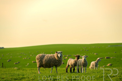 October 2022 / Mt-Shank-221017-3702