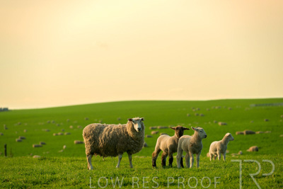 October 2022 / Mt-Shank-221017-3705