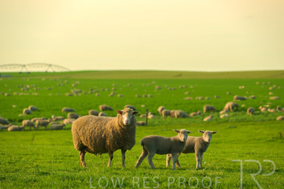 October 2022 / Mt-Shank-221017-3718