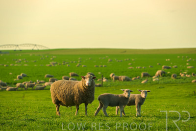 October 2022 / Mt-Shank-221017-3719