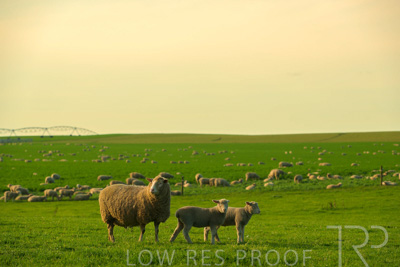 October 2022 / Mt-Shank-221017-3721