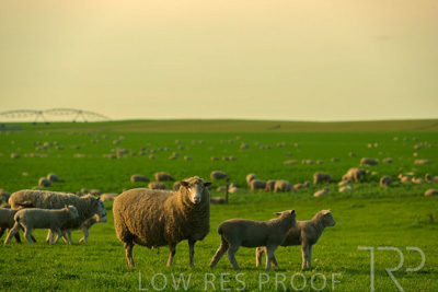 October 2022 / Mt-Shank-221017-3729