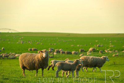 October 2022 / Mt-Shank-221017-3737