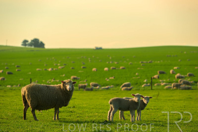 October 2022 / Mt-Shank-221017-3749