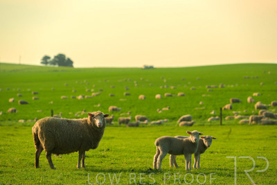 October 2022 / Mt-Shank-221017-3750