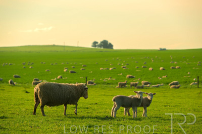 October 2022 / Mt-Shank-221017-3757