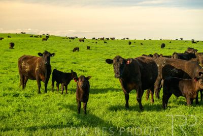 October 2022 / Mt-Shank-221017-3774