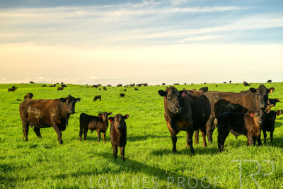 October 2022 / Mt-Shank-221017-3779