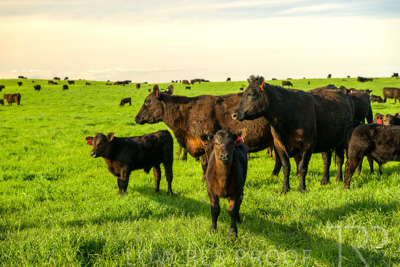 October 2022 / Mt-Shank-221017-3789