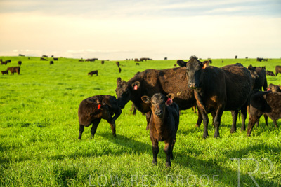 October 2022 / Mt-Shank-221017-3791