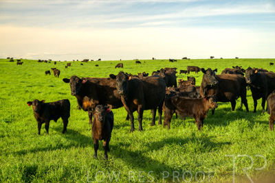 October 2022 / Mt-Shank-221017-3803