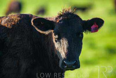 October 2022 / Mt-Shank-221017-3850