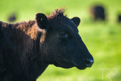 October 2022 / Mt-Shank-221017-3854