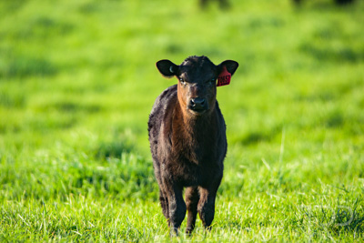 October 2022 / Mt-Shank-221017-3869