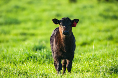 October 2022 / Mt-Shank-221017-3877